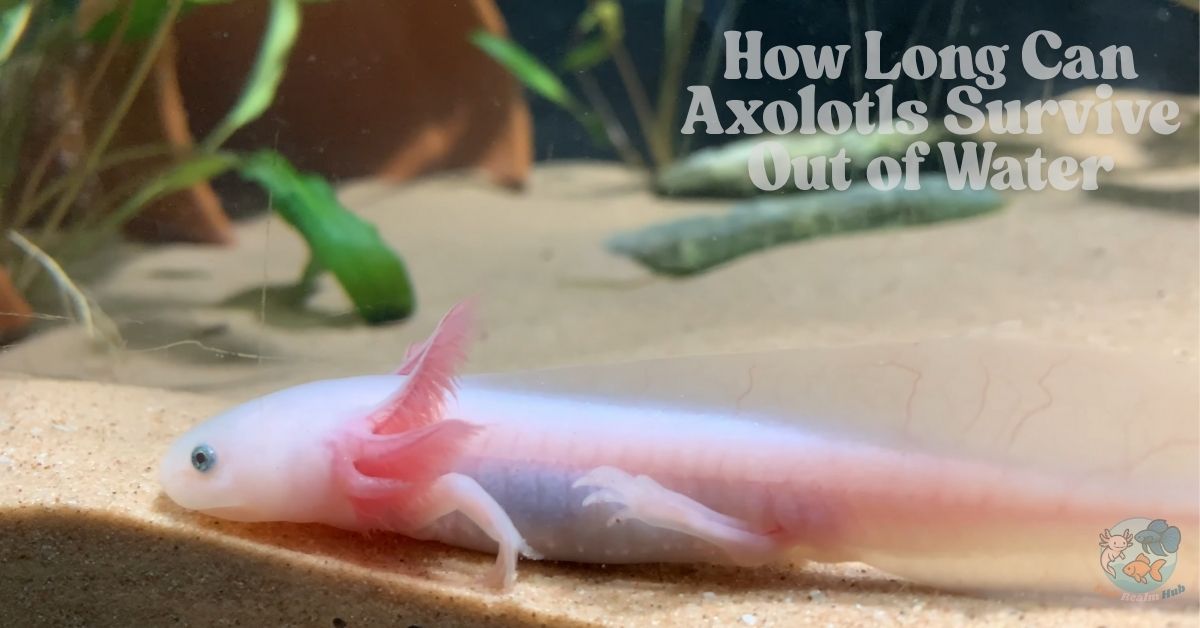 How Long Can Axolotls Survive Out of Water
