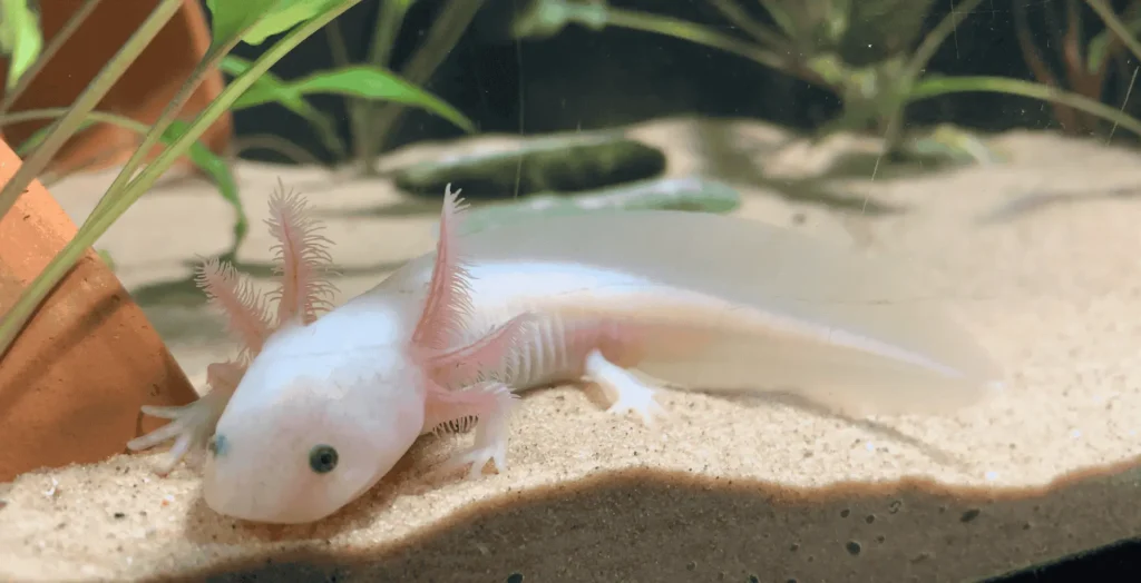 are Axolotls Good Pets