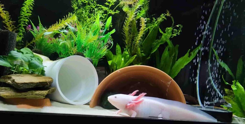 Axolotl Tank Setup