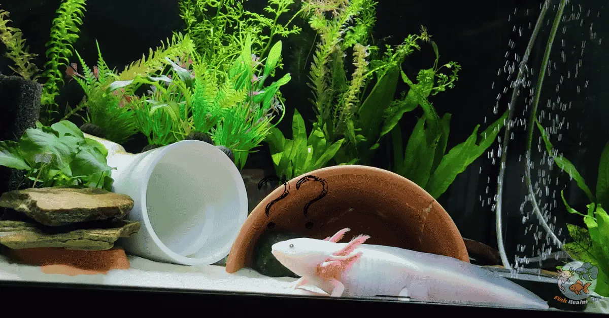 Axolotl Tank Size