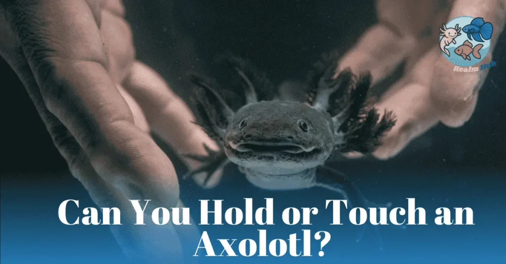 can you hold an axolotl