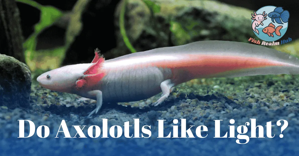 Do Axolotls Like Light?