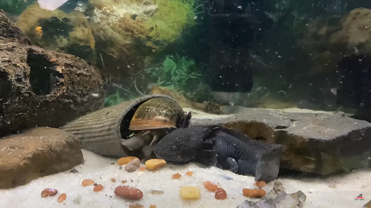 What Snails Can Live With Axolotls