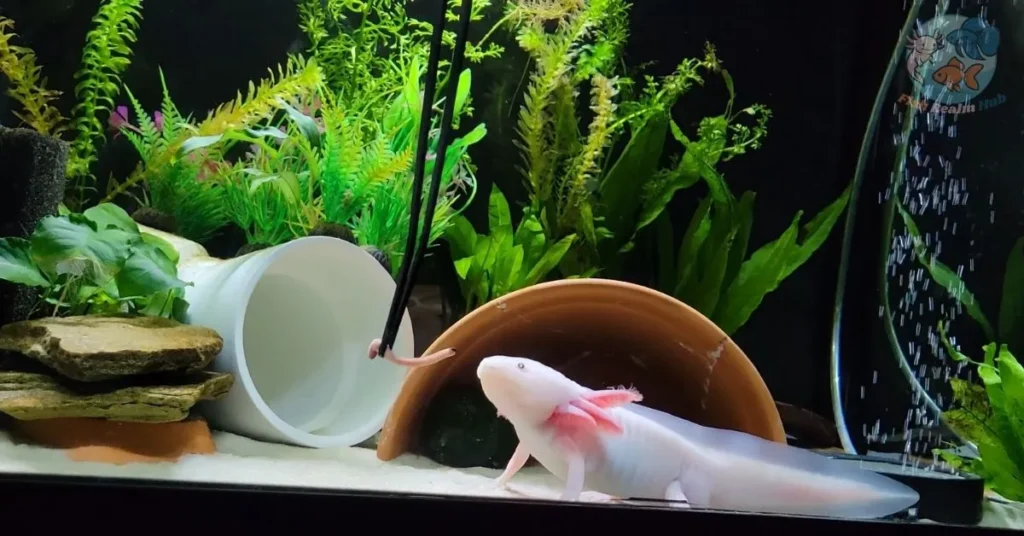 what human food can axolotls ea