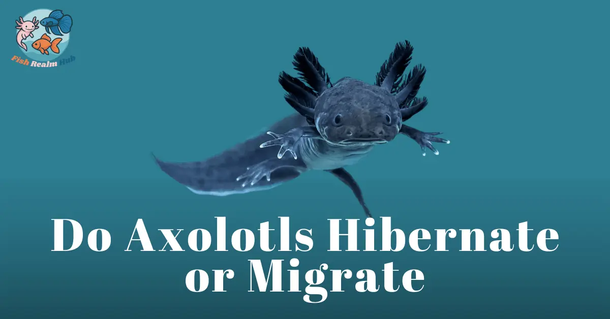 Do Axolotls Hibernate or Migrate