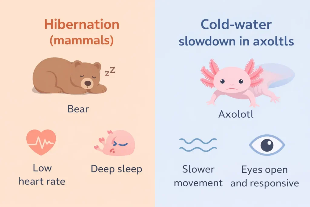 What Is Hibernation vs What Axolotls Do